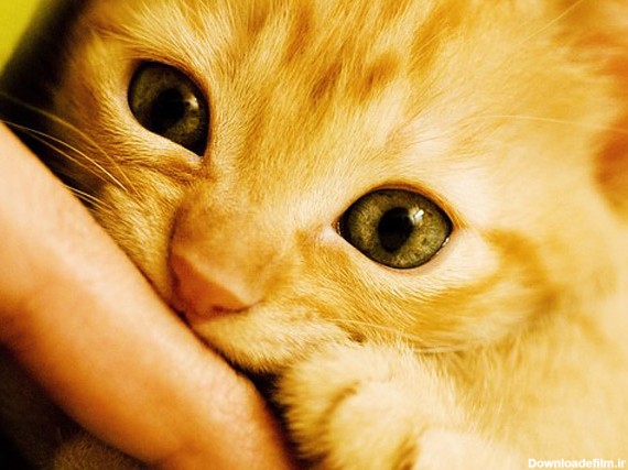 تصاویر زیبا از بچه گربه های ناز