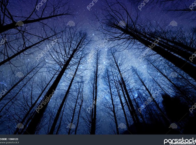 چشم انداز از طرح های تاریک جنگل خشک و کاج در شب با آسمان ستاره در ...