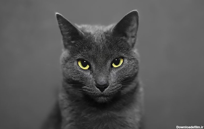 گربه سیاه با چشمان زرد