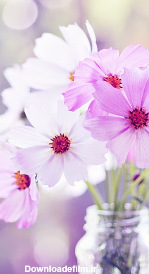 عکس گل زیبا | تصاویر گل های بسیار قشنگ برای پروفایل و پس زمینه