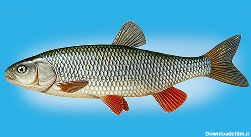 ماهی سفید رودخانه – فروشگاه لوازم ماهیگیری آنزوپلاس