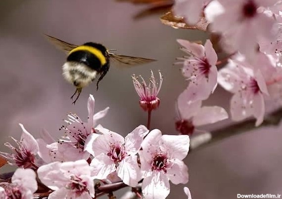 تصاویر فوق‌العاده زیبا از فصل بهار | خبرگزاری فارس