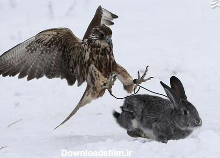 مشرق نیوز - عکس/ شکار خرگوش توسط شاهین