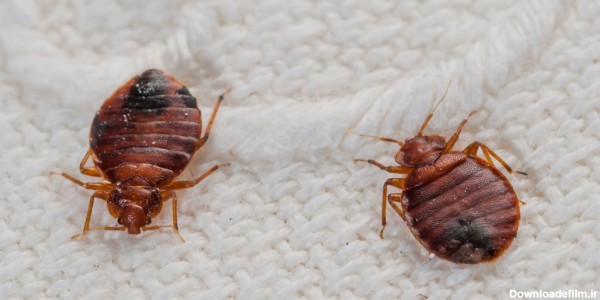 پیشگیری از آلودگی تخت خواب به حشراتی مثل ساس