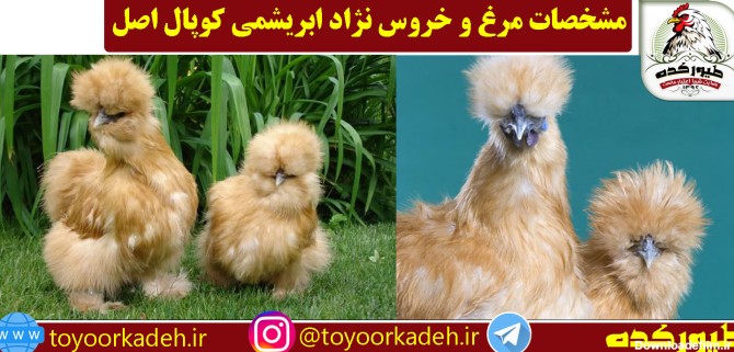 مشخصات مرغ و خروس نژاد ابریشمی کوپال اصل + عکس و فیلم - طیورکده