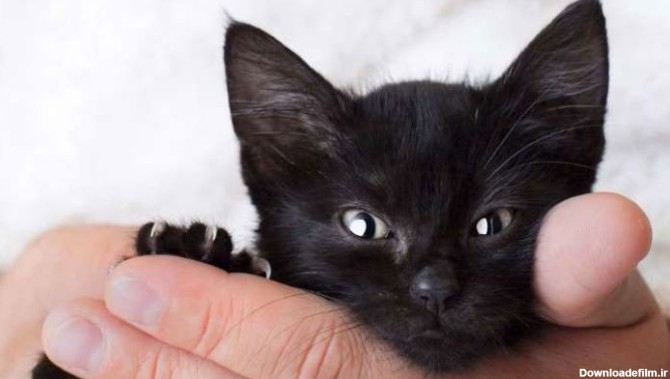 اسم های زیبا و بامزه برای گربه های سیاه-@ITPetnet