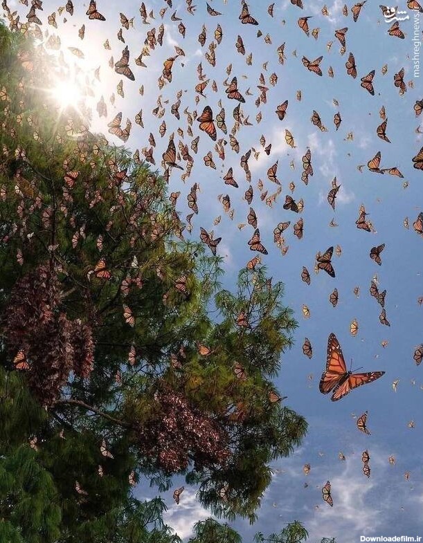 مشرق نیوز - عکس/ پرواز دسته‌جمعی پروانه‌ها