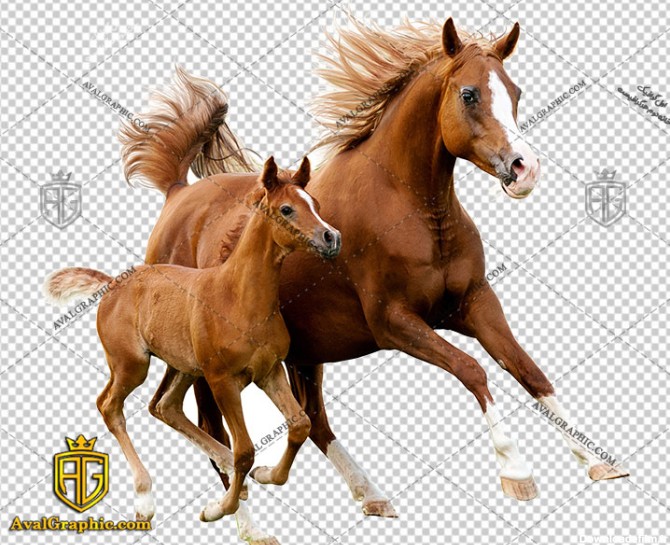 png اسب های زیبا , پی ان جی اسب , دوربری اسب , عکس اسب با زمینه شفاف, اسب با فرمت png