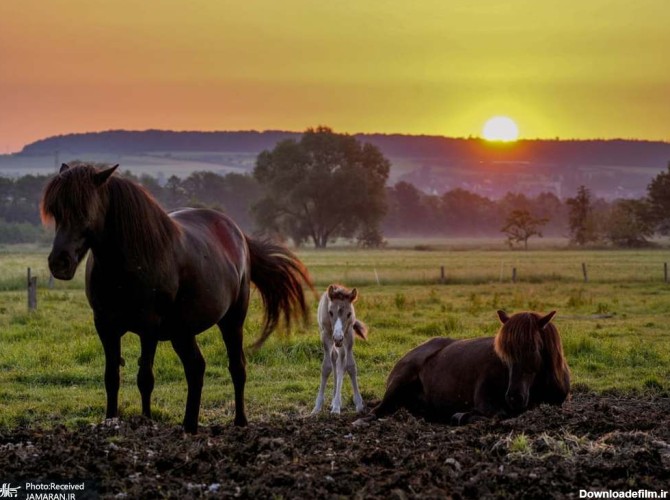 لحظه زیبای طلوع خورشید در کنار یک کره اسب+عکس - خبر ثریا