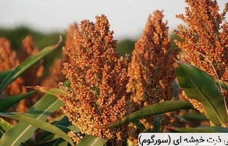 عکس ذرت خوشه ای