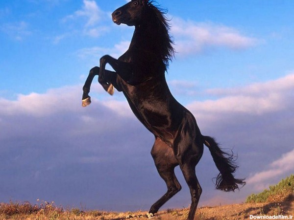 عکس اسب سیاه برای پروفایل با کیفیت بالا