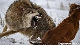 حمله دو گرگ به سگی که بسته شده بود (فیلم)