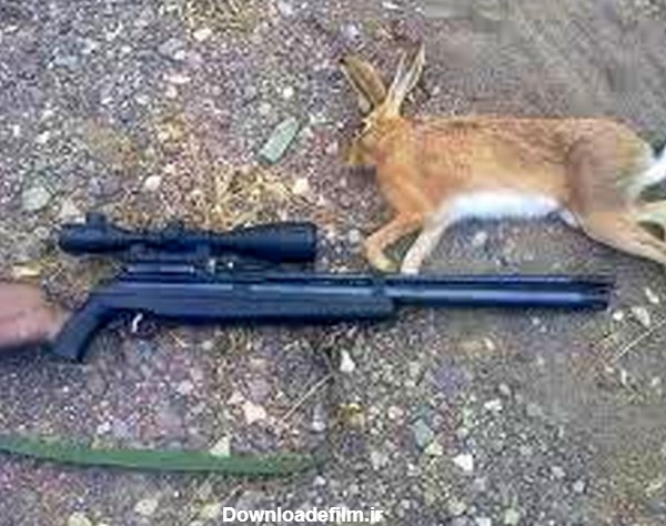 شکار خرگوش، شکارچی را به دو سال حبس محکوم کرد