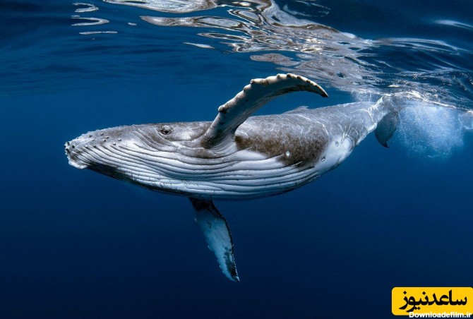 تنهاترین نهنگ دنیا/ نهنگی که هیچ کس صدایش را نمی شنود!