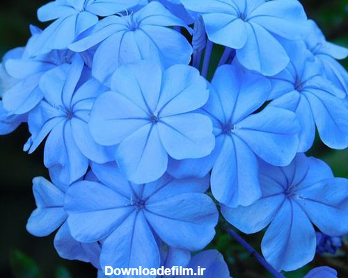 عکس های زیبا از گل های یاس در رنگ های گوناگون برای پروفایل