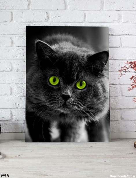 خرید تابلو حیوانات گربه سیاه با چشم سبز با قیمت مناسب - مبین چاپ
