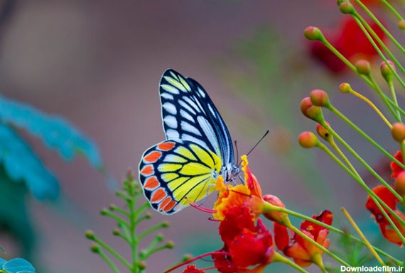 پروانه ها و نقش آن ها در طبیعت - پروانه های ایران