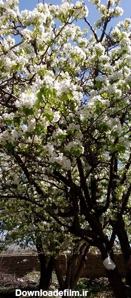 آخرین خبر | شکوفه هاي درخت گلابي خونه عمو