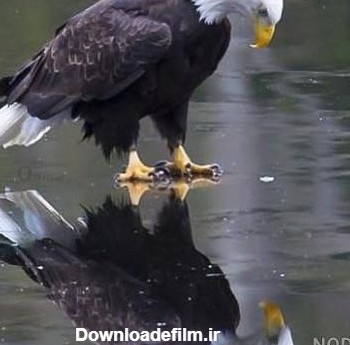 عکس دو عقاب عاشق - عکس نودی