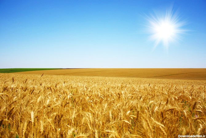 عکس خوشه های گندم در مزرعه - مسترگراف