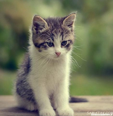 60 عکس گربه زیبا برای پروفایل و تصویر زمینه گوشی hd