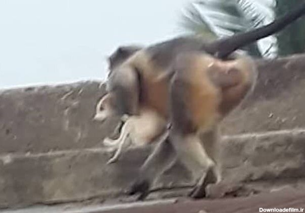 در دهکدۀ کوچکی در هند، گروهی میمون، دست به کشتار سگ‌ها زدند ...