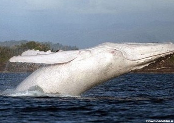 میگالو نادرترین نهنگ جهان (عکس)