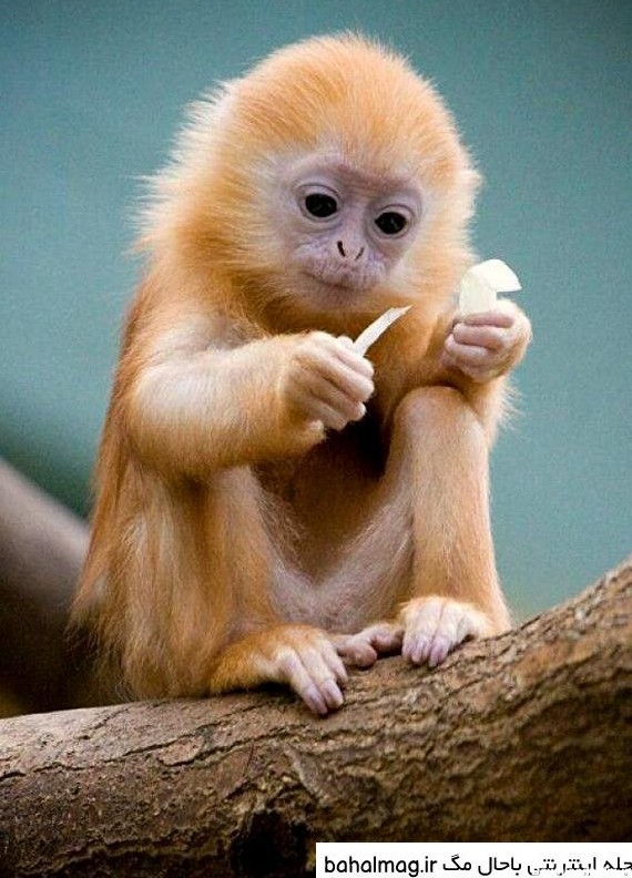 عکس بچه میمون زیبا