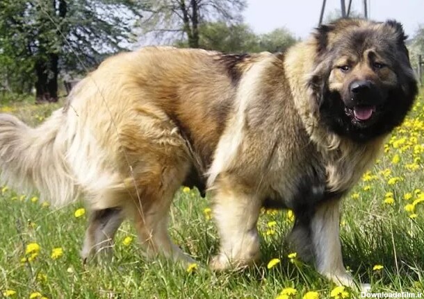 با بزرگترین نژاد سگ در ایران آشنا شوید!/ عکس