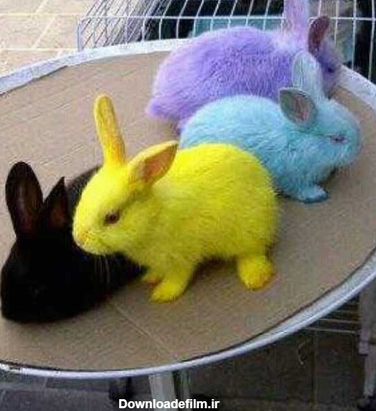 خرگوش های رنگی - عکس ویسگون