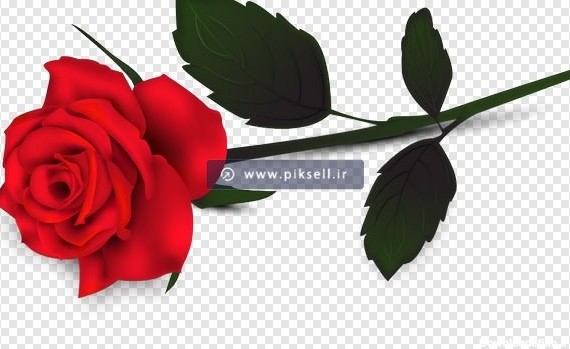 فایل Png تک شاخه گل رز قرمز بصورت دوربری شده