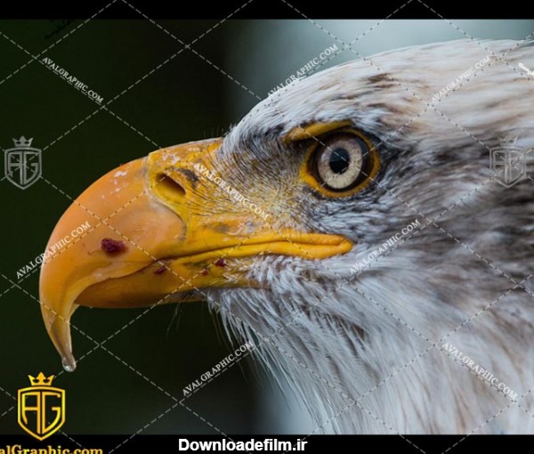 عکس چشمان عقاب رایگان مناسب برای چاپ و طراحی با رزو 300 - شاتر استوک عقاب - عکس با کیفیت عقاب - تصویر عقاب - شاتراستوک عقاب