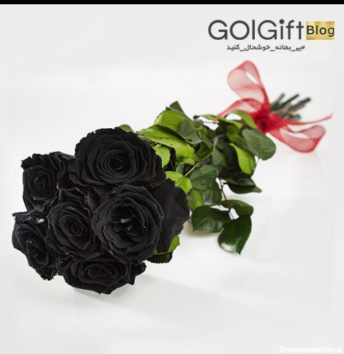 رز سیاه، یک گل زیبا و خاص | گل گیفت