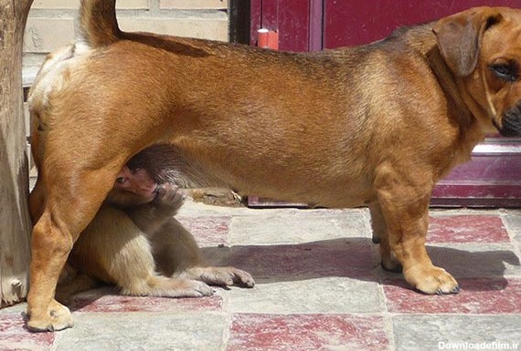 فرارو | (تصاویر) حمایت سگ از بچه میمون تنها