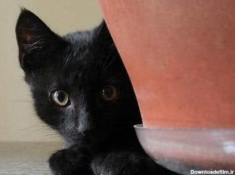 آیا گربه سیاه بدشگون است؟؛ بدشگون بودن گربه سیاه واقعیت دارد؟