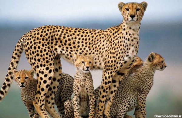 این حیوانات ایرانی در خطر انقراض هستند