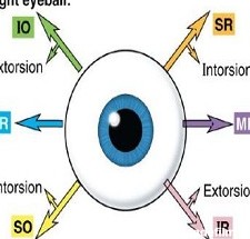 ورزش چشم راهی موثر برای رفع خستگی و سلامت چشم