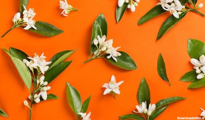 انواع خواص بهار نارنج – داشتن بدنی سالم