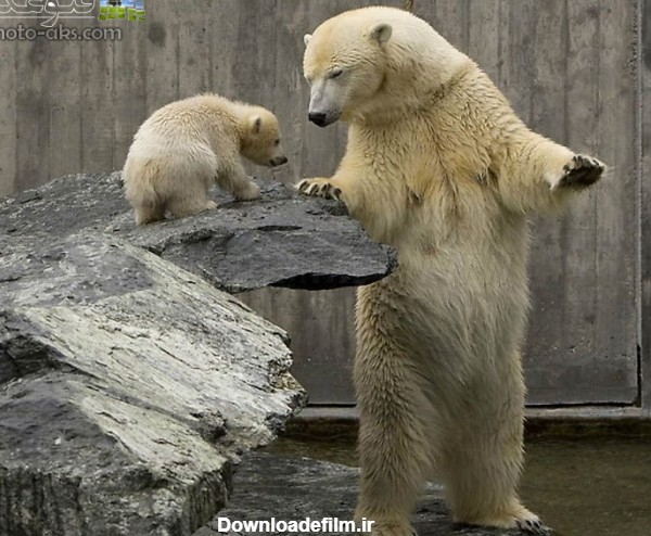 خرس قطبی در باغ وحش polar bear in zoo