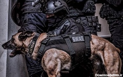 سگ های عملیات های پلیس