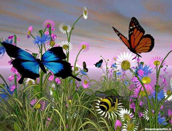 عکس هایی دیدنی از زیباترین پروانه های کمیاب - مهین فال