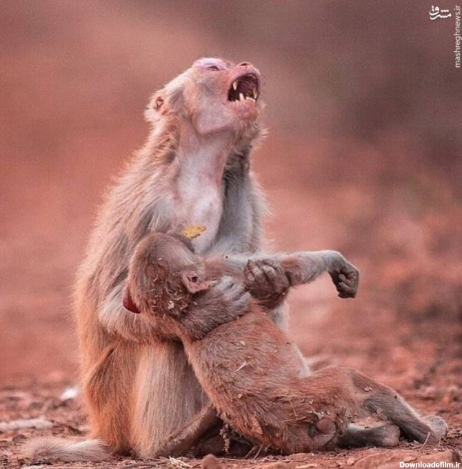 مشرق نیوز - عکس/ گریه میمون مادر پس از مرگ فرزندش