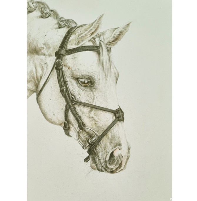قیمت و خرید نقاشی مداد رنگی مدل سر اسب