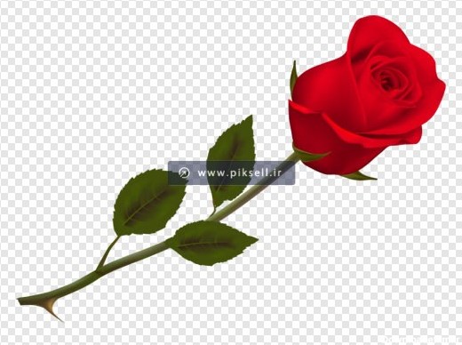 دانلود تصویر دوربری شده تک شاخه گل رز قرمز با فرمت png