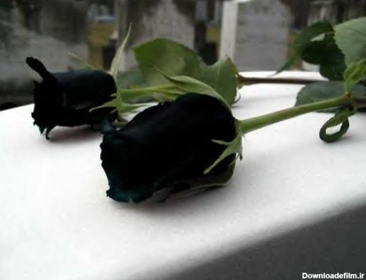گل رز های سیاه رنگ + تصاویر