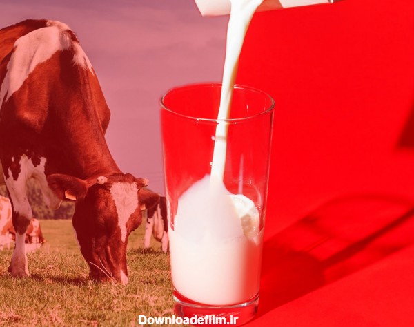 ارزش غذایی شیر و مقایسه شیر گاو و گاومیش