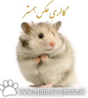 Index of /image/mouse/hamster/large-picture