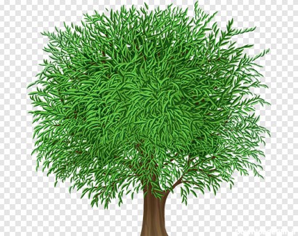 فایل png ترانسپرنت و دوربری شده درخت سبز