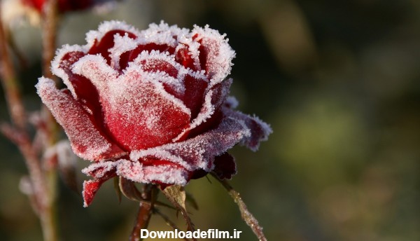 عکس گل رز سرخ یخ زده frozen rose flower