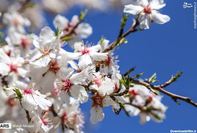 مشرق نیوز - عکس/ شکوفه‌ها خبر از بهار می‌دهند